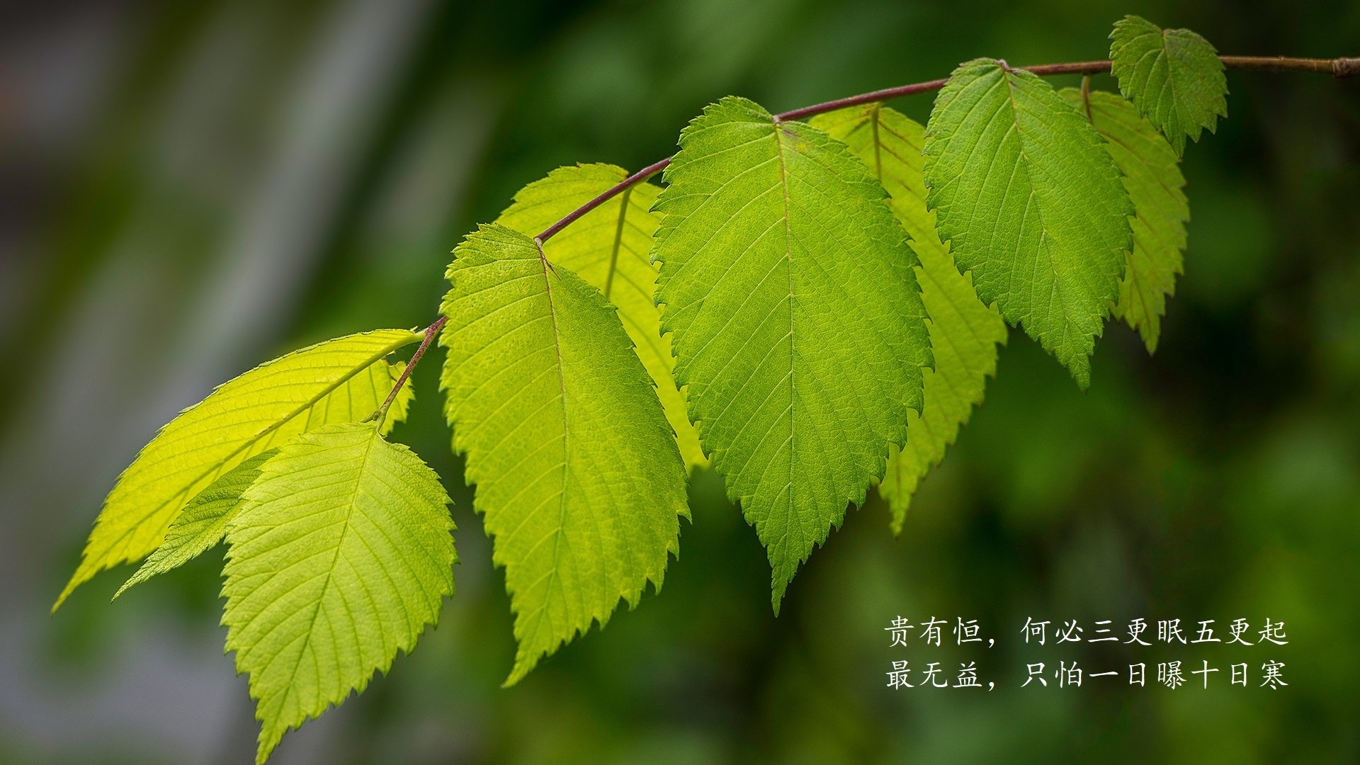 “青训合作联盟扩大,跨区域培养足球新力量”,足球青训联系方式