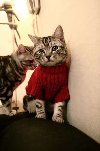 伊朗骑手卡尔·阿里·阿尔达比在巴黎奥运会上首次亮相即夺得障碍赛银牌，表现出色。