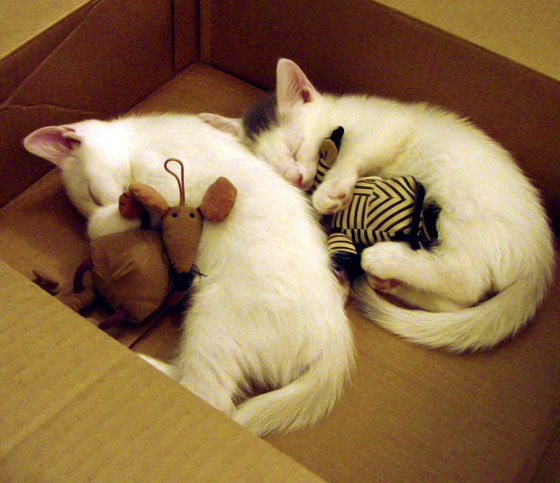 伊朗男足在巴黎奥运会比赛中以3-1击败巴西，21年伊朗男足大名单